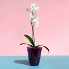 Горшок для орхидей, 1,5 л, 13 × 17 см, пластик, прозрачно-фиолетовый - Фото 3