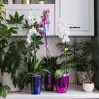 Горшок для орхидей, 1,5 л, 13 ? 17 см, пластик, прозрачно-фиолетовый (комплект 2 шт) - фото 25353817