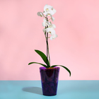 Горшок для орхидей, 1,2 л, 12,5 × 16,6 см, пластик, прозрачно-фиолетовый - Фото 3