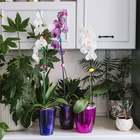 Горшок для орхидей, 1,2 л, 12,5 × 16,6 см, пластик, прозрачно-фиолетовый - Фото 4
