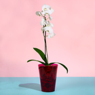 Горшок для орхидей, 1,2 л, 12,5 × 16,6 см, пластик, прозрачно-малиновый - Фото 3