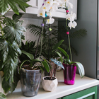 Горшок для орхидей, 1,2 л, 12,5 × 16,6 см, пластик, прозрачно-малиновый - Фото 4