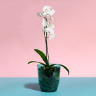 Горшок для орхидей, 2 л, 14,8 × 16,2 см, круглый, пластик, прозрачно-бирюзовый - Фото 3