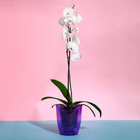 Горшок для орхидей, 2 л, 14,8 × 16,2 см круглый, пластик, прозрачно-фиолетовый - Фото 3