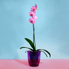 Горшок для орхидей, 2 л, 14,8 × 16,2 см круглый, пластик, прозрачно-фиолетовый - Фото 4