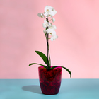 Горшок для орхидей, 2 л, 14,8 × 16,2 см, круглый, пластик, прозрачно-малиновый - Фото 3