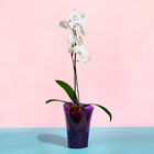 Горшок для орхидей, 1,3 л, 13,6 × 14,1 × 20 см, пластик, прозрачно-фиолетовый - Фото 3