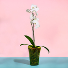 Горшок для орхидей, 1,3 л, 13,6 × 14,1 × 20 см, пластик, прозрачно-зелёный - Фото 3