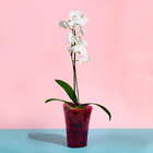 Горшок для орхидей, 1,3 л, 13,6 × 14,1 × 20 см, пластик, прозрачно-малиновый - Фото 3