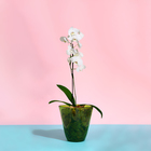 Горшок для орхидей, 2.5 л, 16.4×18.5 см, пластик, прозрачно-зелёный - Фото 3