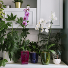 Горшок для орхидей, 2.5 л, 16.4×18.5 см, пластик, прозрачно-зелёный - Фото 4