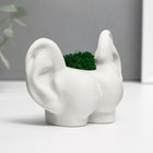 Стабилизированный мох в кашпо из бетона «Попка с ушами», 8×10 см, белый 10485986
