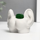 Стабилизированный мох в кашпо из бетона «Попка с ушами», 8×10 см, белый 10485986