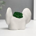 Стабилизированный мох в кашпо из бетона «Попка с ушами», 8×10 см, белый 10485986