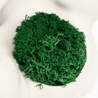 Стабилизированный мох в кашпо из бетона «Попка с ушами», 8×10 см, белый 10485986