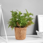 Искусственный цветок в горшке «Папоротниковидный уил», 8×22 см, МИКС - Фото 1