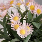 Искусственный цветок в горшке «Астра экстра мини», 8×20 см, МИКС - Фото 2