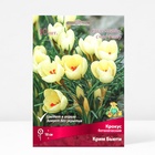 Крокус ботанический «Крим Бьюти», 5+ р-р, 10 шт., 10 h(см), Осень 2025 - Фото 2
