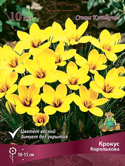 Крокус Королькова, 1 шт., Осень 2026, «ПОИСК»