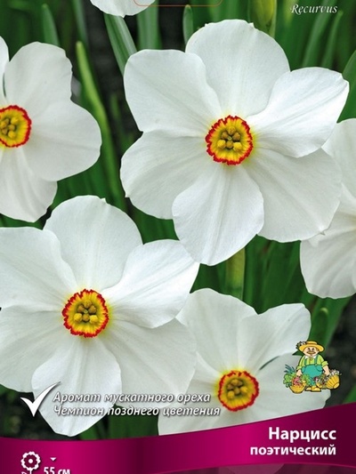 Нарцисс поэтический «Рекурвус», 1 шт., Осень 2026, «ПОИСК»