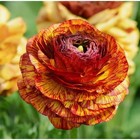 Лютик «Пикоти Кафе о Ле», 10 шт., Осень 2025, «ПОИСК» 10661381