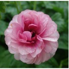 Ранункулюс Баттерфляй Гера, I р-р, 1 шт., 75-80 h(см), Осень 2025 10661383