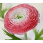 Ранункулюс Романс Параду, I р-р, 1 шт., 75-80 h(см), Осень 2025 10661385