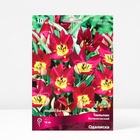 Тюльпан ботанический Одалиска, 6/8 р-р, 10 шт, 10 h(см), Осень 2025 - Фото 2