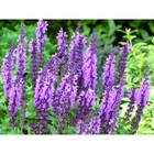 Сальвия дубравная (Шалфей) Вайлеткенигин, I р-р, 1 шт, 40 h(см), Весна 2026 10661678