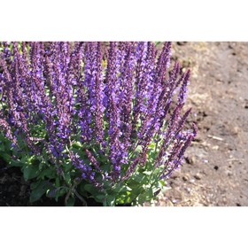 Сальвия дубравная (Шалфей) Мерло Блу, I р-р, 1 шт, 30-40 h(см), Осень 2025