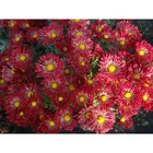 Хризантема корейская Вересневый бисер, I р-р, 1 шт, 40-50 h(см), Весна 2026 10661761