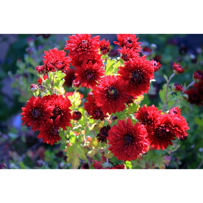 Хризантема корейская Калина красная, I р-р, 1 шт, 60 h(см), Осень 2024 - Фото 1