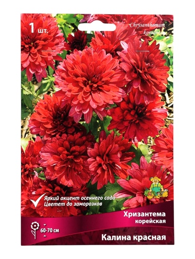Хризантема корейская Калина красная, I р-р, 1 шт. Весна 2026