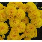 Хризантема корейская Мишель, I р-р, 1 шт, 30-40 h(см), Весна 2026 10661771