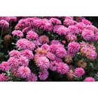 Хризантема корейская Новелла, I р-р, 1 шт, 40-50 h(см), Весна 2026 10661772