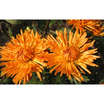 Хризантема корейская Оранжевая игольчатая, I р-р, 1 шт. Весна 2026