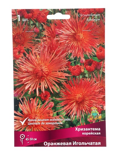Хризантема корейская Оранжевая игольчатая, I р-р, 1 шт. Весна 2026