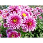 Хризантема корейская Розанна, I р-р, 1 шт, 65-75 h(см), Весна 2026 10661776