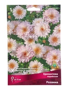 Хризантема корейская Розанна, I р-р, 1 шт. Весна 2026 - Фото 2