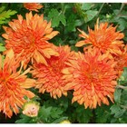 Хризантема корейская Супер Бронз, I р-р, 1 шт, 40-50 h(см), Весна 2026 10661779