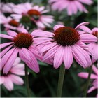 Эхинацея пурпурная Прейри Сплендор Дип Роуз, I р-р, 1 шт. Весна 2026  (артикул 10661783)  большой выбор товаров оптом и в розницу по низким ценам с доставкой