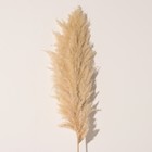 Сухоцвет "Кортадерия", 1 ветка, длина 140-150 см, натуральный - Фото 3