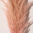 Сухоцвет "Кортадерия", 1 ветка, длина 140-150 см, персиковый - Фото 2