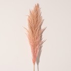 Сухоцвет "Кортадерия", 1 ветка, длина 140-150 см, персиковый - Фото 3