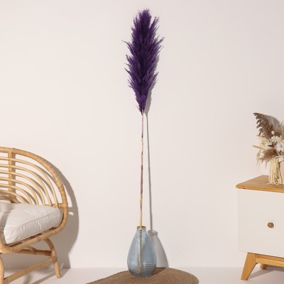 Сухоцвет "Кортадерия", 1 ветка, длина 140-150 см, фиолетовый