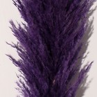 Сухоцвет "Кортадерия", 1 ветка, длина 140-150 см, фиолетовый - Фото 2
