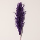 Сухоцвет "Кортадерия", 1 ветка, длина 140-150 см, фиолетовый - Фото 3