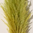 Сухоцвет "Кортадерия", 1 ветка, длина 140-150 см, яблоко - Фото 2