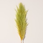 Сухоцвет "Кортадерия", 1 ветка, длина 140-150 см, яблоко - Фото 3