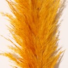 Сухоцвет "Кортадерия", 1 ветка, длина 140-150 см, горчичный - Фото 2
